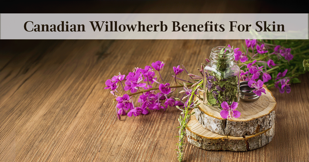 Exploring Canadian Willowherb Benefits For Skin