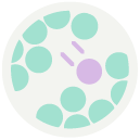 Cell-Migration-Assay